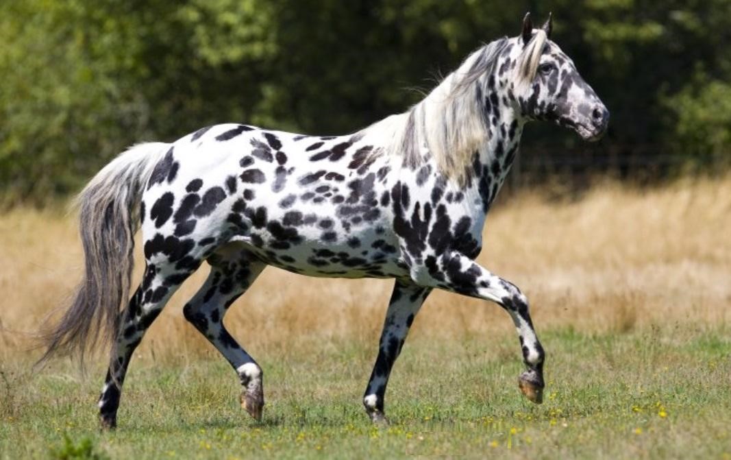 Things You Did Not Know About the Appaloosa - Welcome to Horse Properties  Blog